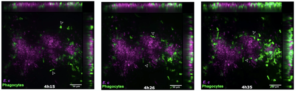 Image de microscopie confocale aprs micro-injection de spores dEncephalitozoon cuniculi dans le pavillon de loreille de la souris transgnique LysM-EGFP au temps 4h15-4h35 aprs linfection. Les cellules phagocytaires recrutes EGFP+ (fluorescence vert