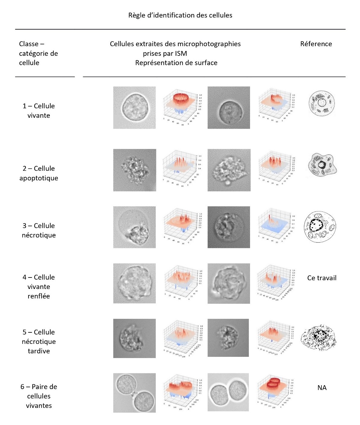 Six classes de cellules sont identifies par leur morphologie.