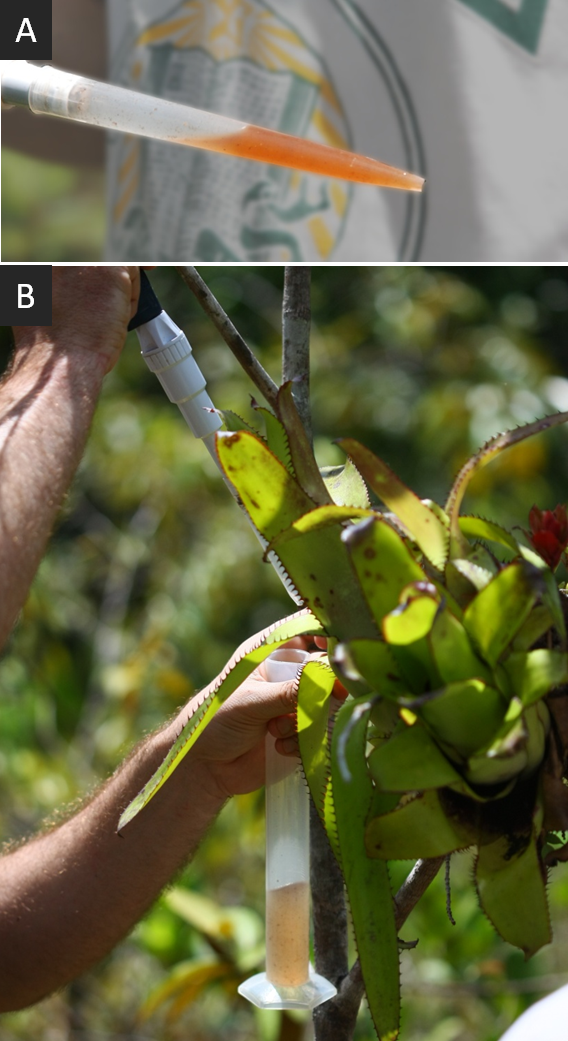 (A) Illustration de la coloration rose de leau prleve dans les rservoirs. (B) Echantillonnage de la bromliace Aechmea mertensii. 