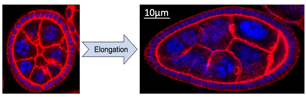 Le contour des cellules est en rouge et leur noyau en bleu. En 24H le follicule passe dune forme sphrique  une forme ovo?de sous laction de la couche de cellules qui lentourent. 
